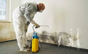 Why You Should Choose Our Mold Remediation Services in San Augustine, TX