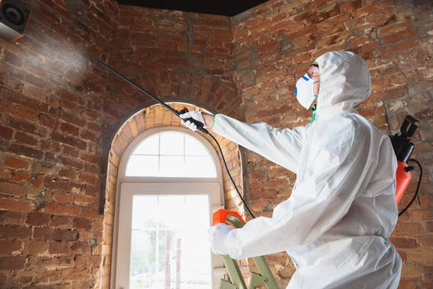 Professional Mold Removal in San Augustine, TX